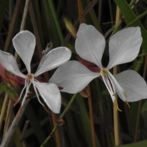 Oenothera lindheimeri at Monash, ACT - 16 Mar 2017