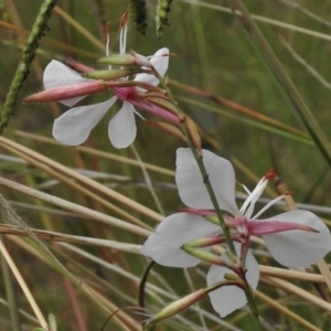 Oenothera lindheimeri at Monash, ACT - 16 Mar 2017