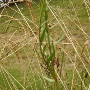 Oenothera lindheimeri at Monash, ACT - 16 Mar 2017