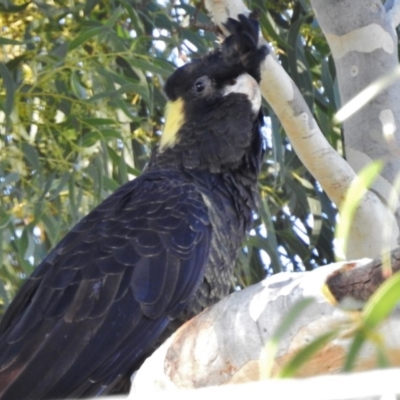 Zanda funerea (Yellow-tailed Black-Cockatoo) at Wanniassa, ACT - 17 Mar 2017 by JohnBundock