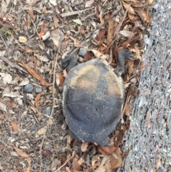 Chelodina longicollis (Eastern Long-necked Turtle) at Mulligans Flat - 16 Mar 2017 by CedricBear