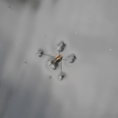 Gerridae sp. (family) (Unidentified water strider) at Canberra Central, ACT - 15 Mar 2017 by Qwerty