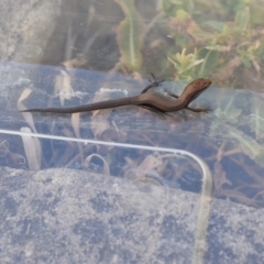 Lampropholis delicata (Delicate Skink) at Narrabundah, ACT - 21 Jan 2017 by Cowgirlgem