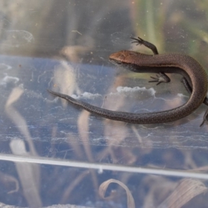 Lampropholis delicata at Narrabundah, ACT - 21 Jan 2017 09:46 PM