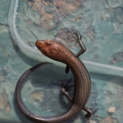 Lampropholis delicata at Narrabundah, ACT - 21 Jan 2017 09:46 PM