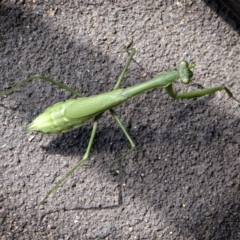 Pseudomantis albofimbriata (False garden mantis) at Banks, ACT - 16 Mar 2017 by UserfaKgHkxs