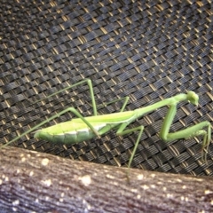 Pseudomantis albofimbriata at Banks, ACT - 17 Mar 2017