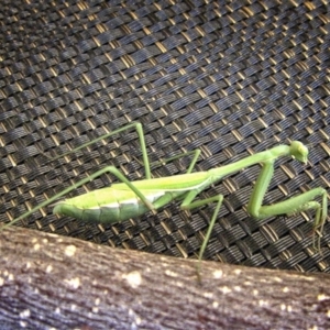 Pseudomantis albofimbriata at Banks, ACT - 17 Mar 2017