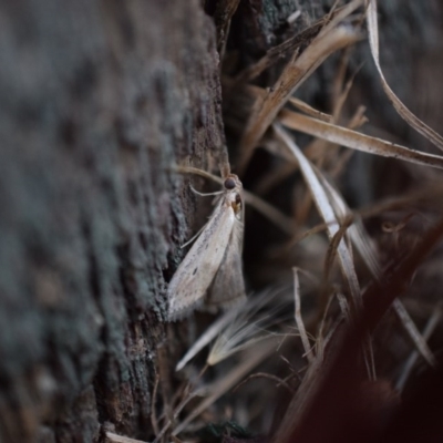 Faveria tritalis (Couchgrass Webworm) at Narrabundah, ACT - 13 Mar 2017 by Cowgirlgem