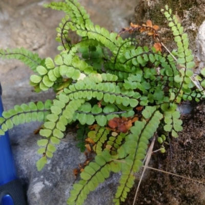 Asplenium trichomanes (Common Spleenwort) at Burra, NSW - 17 Mar 2017 by RangerElle