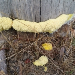 Fuligo septica (Scrambled egg slime) at Burra, NSW - 15 Mar 2017 by RangerElle