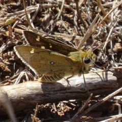 Trapezites luteus (Yellow Ochre, Rare White-spot Skipper) at Red Hill Nature Reserve - 17 Mar 2017 by roymcd