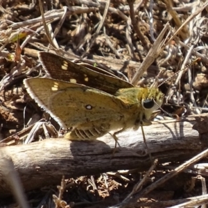 Trapezites luteus at Red Hill, ACT - 17 Mar 2017 02:19 PM