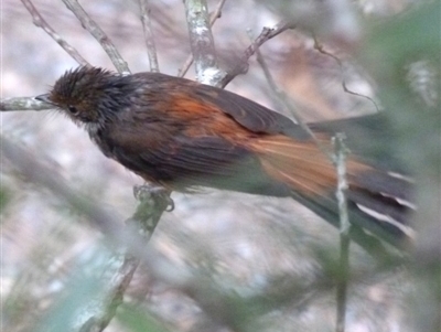 Rhipidura rufifrons (Rufous Fantail) at Barragga Bay, NSW - 16 Mar 2017 by narelle