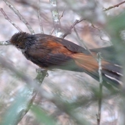 Rhipidura rufifrons (Rufous Fantail) at Barragga Bay, NSW - 17 Mar 2017 by narelle