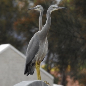 Egretta novaehollandiae at Monash, ACT - 16 Mar 2017