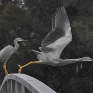 Egretta novaehollandiae at Monash, ACT - 16 Mar 2017