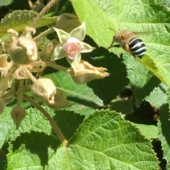 Amegilla (Zonamegilla) asserta (Blue Banded Bee) at ANBG - 6 Mar 2017 by PeterA