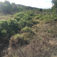 Lonicera japonica (Japanese Honeysuckle) at Coree, ACT - 18 Mar 2017 by Mungo