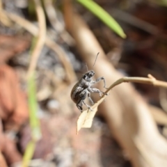 Naupactus leucoloma (White-fringed weevil) at Narrabundah, ACT - 27 Feb 2017 by Cowgirlgem