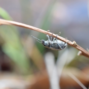 Naupactus leucoloma at Narrabundah, ACT - 27 Feb 2017