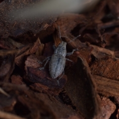 Naupactus leucoloma at Narrabundah, ACT - 27 Feb 2017