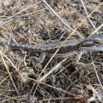 Pogona barbata (Eastern Bearded Dragon) at Sutton, NSW - 18 Mar 2017 by CedricBear