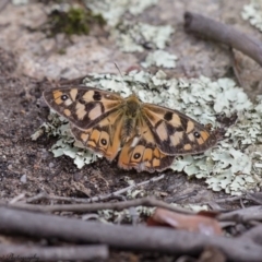 Heteronympha penelope (Shouldered Brown) at Rendezvous Creek, ACT - 16 Mar 2017 by Roger