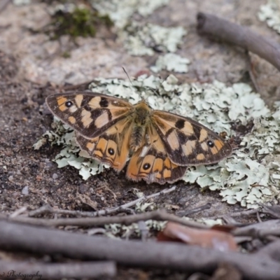 Heteronympha penelope (Shouldered Brown) at Rendezvous Creek, ACT - 16 Mar 2017 by Roger