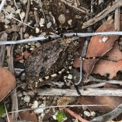 Acripeza reticulata (Mountain Katydid) at Kosciuszko National Park - 18 Mar 2017 by Floramaya