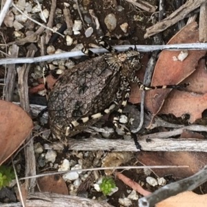 Acripeza reticulata at Geehi, NSW - 18 Mar 2017