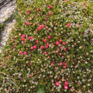 Pentachondra pumila at Geehi, NSW - 18 Mar 2017