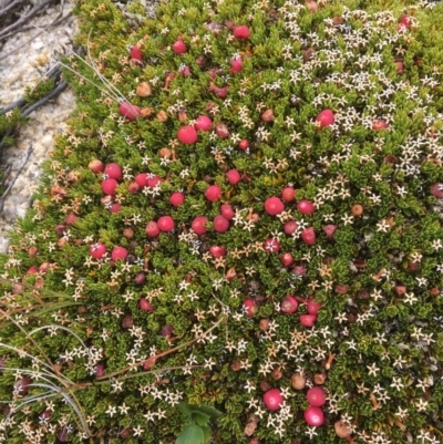 Pentachondra pumila (Carpet Heath) at Geehi, NSW - 18 Mar 2017 by Floramaya