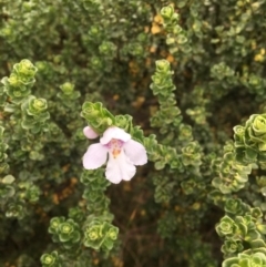 Prostanthera cuneata (Alpine Mint Bush) at Geehi, NSW - 18 Mar 2017 by Floramaya