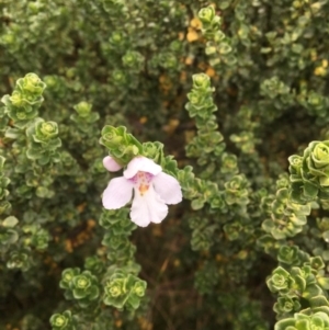 Prostanthera cuneata at Geehi, NSW - 18 Mar 2017