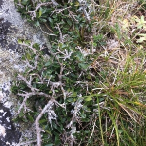 Melicytus dentatus at Geehi, NSW - 18 Mar 2017