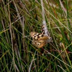 Heteronympha penelope (Shouldered Brown) at Rendezvous Creek, ACT - 16 Mar 2017 by Roger