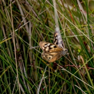 Heteronympha penelope at Rendezvous Creek, ACT - 16 Mar 2017 12:41 PM