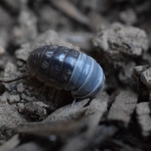 Armadillidium vulgare at Narrabundah, ACT - 13 Mar 2017 07:41 PM