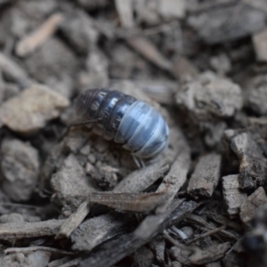 Armadillidium vulgare at Narrabundah, ACT - 13 Mar 2017