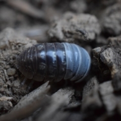 Armadillidium vulgare at Narrabundah, ACT - 13 Mar 2017 07:41 PM