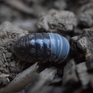 Armadillidium vulgare at Narrabundah, ACT - 13 Mar 2017