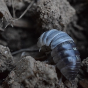 Armadillidium vulgare at Narrabundah, ACT - 13 Mar 2017