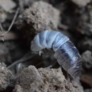 Armadillidium vulgare at Narrabundah, ACT - 13 Mar 2017 07:41 PM