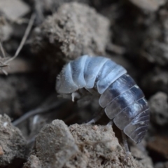 Armadillidium vulgare at Narrabundah, ACT - 13 Mar 2017