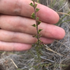 Acacia gunnii (Ploughshare Wattle) at QPRC LGA - 18 Mar 2017 by yellowboxwoodland