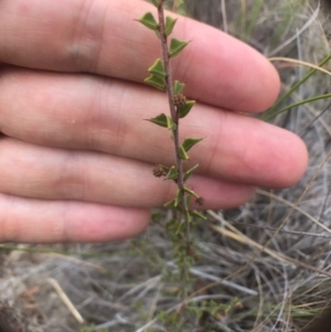 Acacia gunnii at Bungendore, NSW - 18 Mar 2017