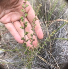 Acacia gunnii at Bungendore, NSW - 18 Mar 2017