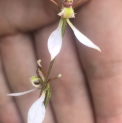 Eriochilus cucullatus (Parson's Bands) at QPRC LGA - 18 Mar 2017 by yellowboxwoodland