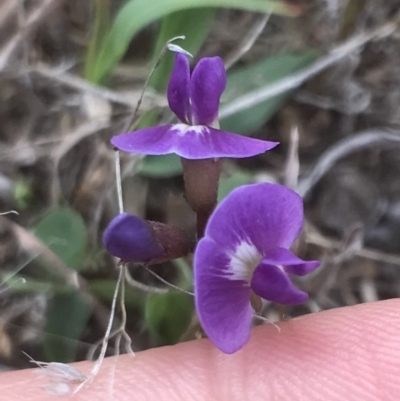 Glycine clandestina (Twining Glycine) at Bungendore, NSW - 18 Mar 2017 by yellowboxwoodland